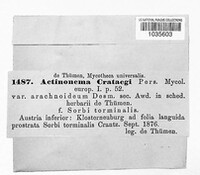 Spilocaea crataegi image